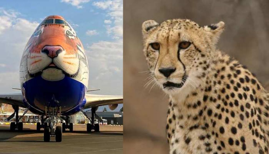 Project Cheetah aims to bring back the Cheetahs of India